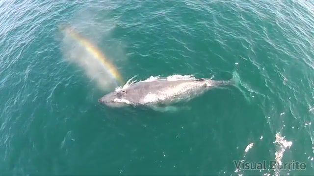 Shoots a Rainbow, Bonuscrystals, Quadcopter, Dji, Drone, Boat, Newport Harbor, Pacific Ocean, California, Newport Beach, Humpback, Rainbow, Whale, Nature Travel