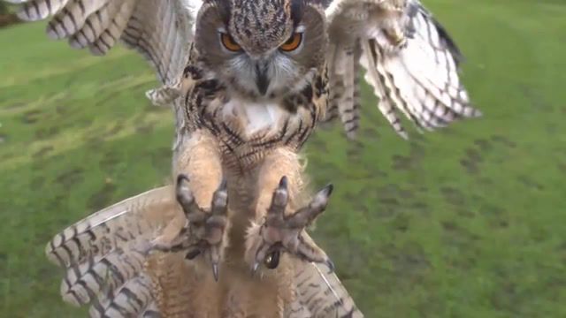 Slow motion owl - Video & GIFs | hunting birds,birds,wild birds,owl hunt,eagle hunt,slow motion,high speed camera,owl,eagle,eagle owl,nature travel