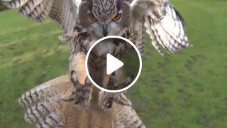Slow motion owl