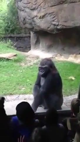 Annoyed gorilla puts some kids in their place, nature travel.