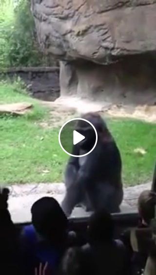 Annoyed gorilla puts some kids in their place