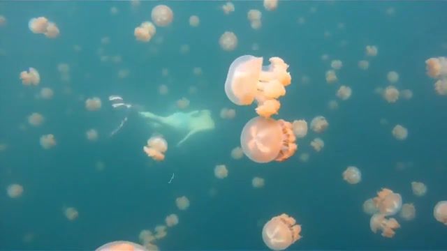 Dance with Jellyfish - Video & GIFs | diving,jellyfish lake,snorkeling,dive,jellyfish,rad,stoked,hd camera,hero camera,hero 3 plus,hero 3,hero 2,gopro,nature travel