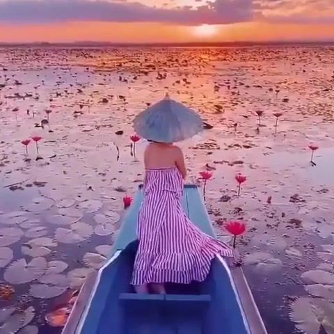 Freedom, Sunset In Thailand, Violet, Orange, Sun, Life, Love, Traveler, Boat, River, Lake, Flowers, Omg, Wtf, Wow, Nature Travel