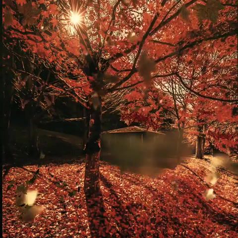 Magic leaf fall, Cinemagraph, Autumn, Yellow, Fall, Eleprimer, Return, The Love, Nature Travel