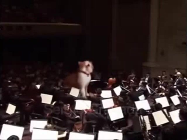 Bless you, opera, bless you, cat, sneeze, clical music, mashup.