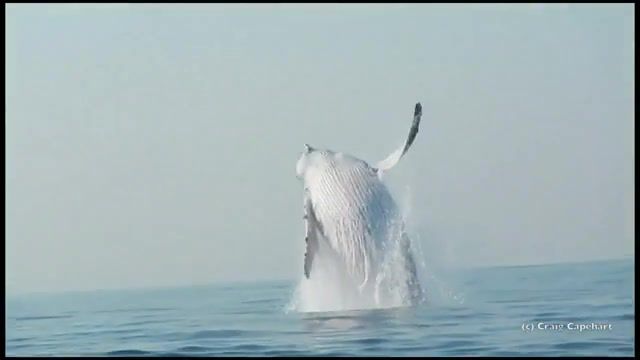 40 Ton Humpback Whale Leaps Entirely Out Of The Water. Jukin. Mbotyi. Seal. Scuba Diving. Zodiac. Rubber Duck. Sardine Run. Eastern Cape Province. Transkei. Indian Ocean. Pondoland. Whale Completely Out Of The Water. Humpback Whale. Breaching Whale. Whales. Craig Capehart. Nature Travel.