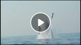 40 Ton Humpback Whale Leaps Entirely Out of the Water