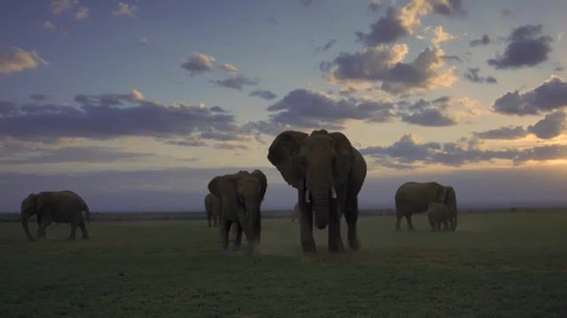 Elephant song, voyage of time life's journey, progressive rock, giles giles and fripp elephant song, giles giles and fripp, elephant song, nature travel.