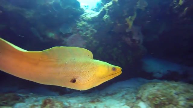 Free Swimming Moray Eel, Biology, Fish, Ocean, Underwater, Moray Eel, Caribbean, Nature Travel