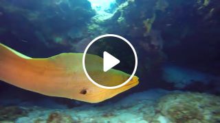 Free Swimming Moray Eel