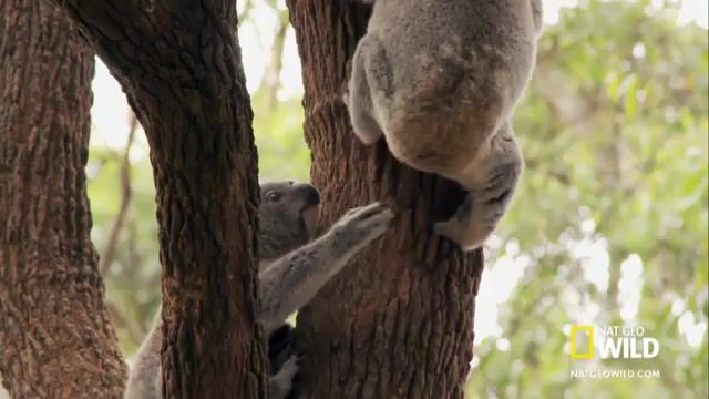 Koala's Butt Dizzee Rascal Jezebel, National Geographic, Australia, Australian Wildlife, Marsupial, Vet, Koala, Koala Hospital, Nat Geo Wild, Nature Travel