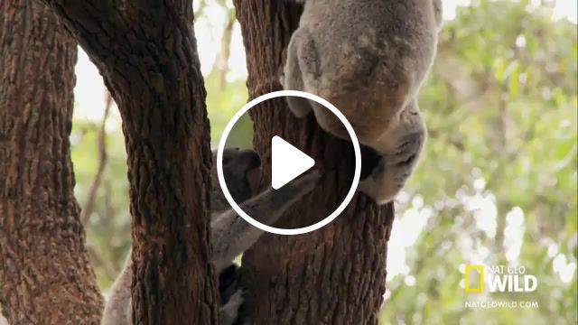 Koala's butt dizzee rascal jezebel, national geographic, australia, australian wildlife, marsupial, vet, koala, koala hospital, nat geo wild, nature travel. #0