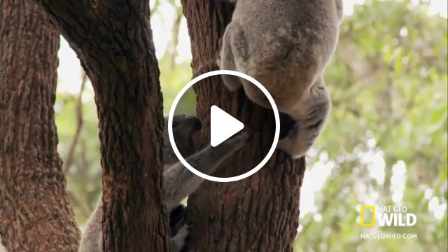 Koala's butt dizzee rascal jezebel, national geographic, australia, australian wildlife, marsupial, vet, koala, koala hospital, nat geo wild, nature travel. #1