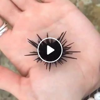 Little Sea Urchin