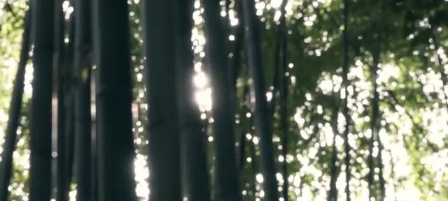 Nature of Japan - Video & GIFs | japan,travel,wanderlust,sony,a7rii,techniques,natureofjapan,nature,forest,tree,nature travel