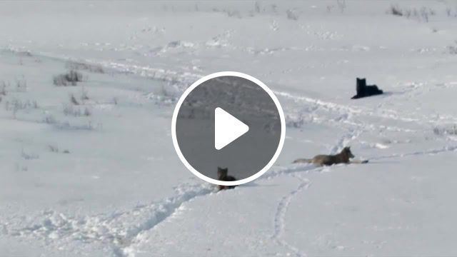 Snow, wolves and horses, wolves, grey wolf, red fox, boreal forest, northwoods, nature, wildlife, wilderness, web documentary, laurent joffrion, jim brandenburg, nature 365, nature travel. #0