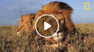 Understanding the lives lions