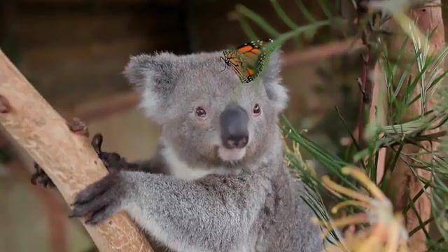 Unlikely Friendship. Australian Animal. Aussie Animals. Cute Baby Animals. Butterfly With Baby Animals. Viral Animal. Adorable. Australia. Koala. Cutest Ever. Butterfly. Nature Travel.
