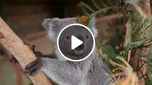 Unlikely friendship, australian animal, aussie animals, cute baby animals, butterfly with baby animals, viral animal, adorable, australia, koala, cutest ever, butterfly, nature travel. #0