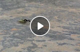 Ants powerlifting