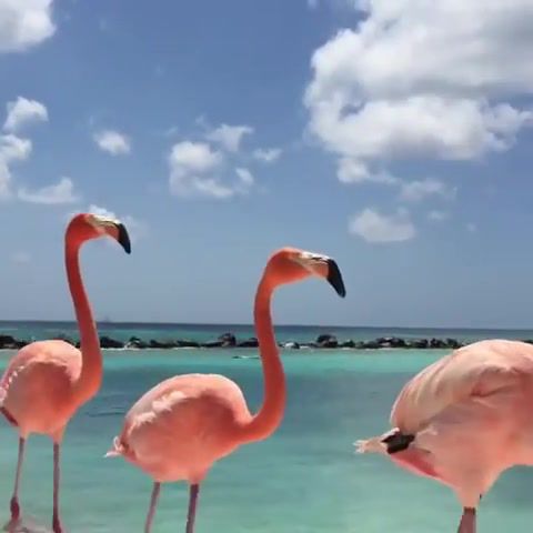 Flamingo Beach in Aruba, Nature Travel