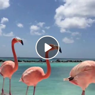 Flamingo Beach in Aruba