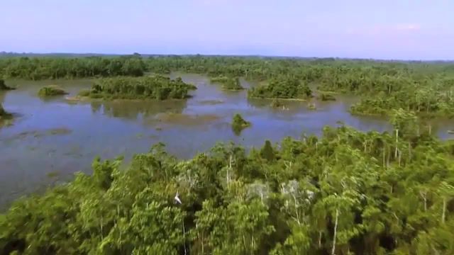 Music of the marsh, Okefenokee, Swamp, Wilderness, Georgia, Wetlands, Nature, Heroes3, Nature Travel