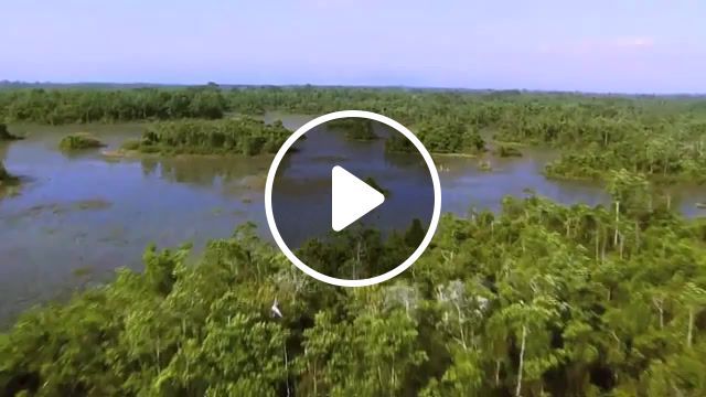 Music of the marsh, okefenokee, swamp, wilderness, georgia, wetlands, nature, heroes3, nature travel. #0