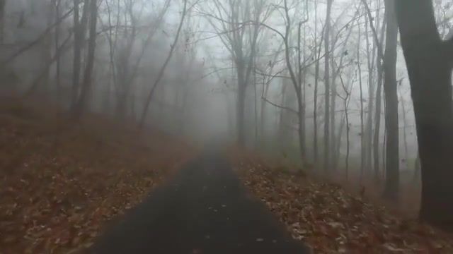 Radiohead fog, Radiohead, Forest, Fog, Nature Travel