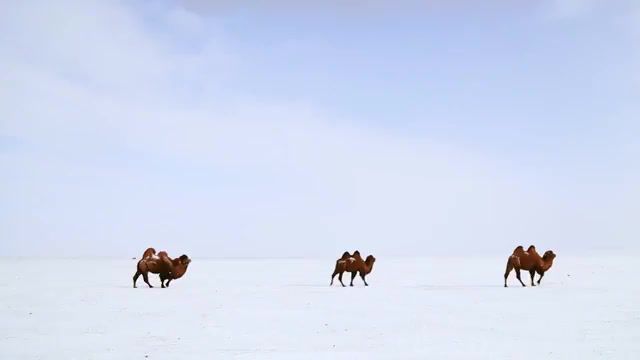 Bactrian Camel, Flying Lotus, Flying Lotus Camel, Camel, Bactrian, Puppies, Bactrian Camel, 6d, Canon, Dslr, Faces, Documentary, Travel, Trip, Asia, Mongolia, Journey, Adventure, Nature Travel