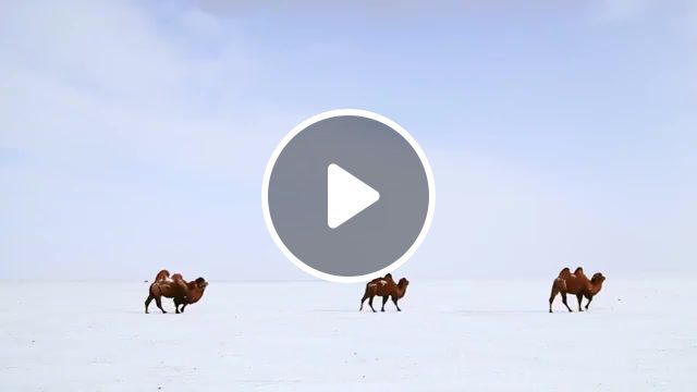 Bactrian camel, flying lotus, flying lotus camel, camel, bactrian, puppies, bactrian camel, 6d, canon, dslr, faces, documentary, travel, trip, asia, mongolia, journey, adventure, nature travel. #0