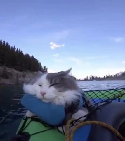 Cat, Cat, Swim, Lake, Nature, Mountains, Switzerland, Europe, Sea, Cats, Boat, Nature Travel