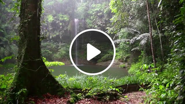 Nature sounds for relaxing, nature sounds for relaxing, sleep meditation sounds for yoga relaxing and peace, rain sound and rainforest animals sound relaxing sleep, nature travel. #0