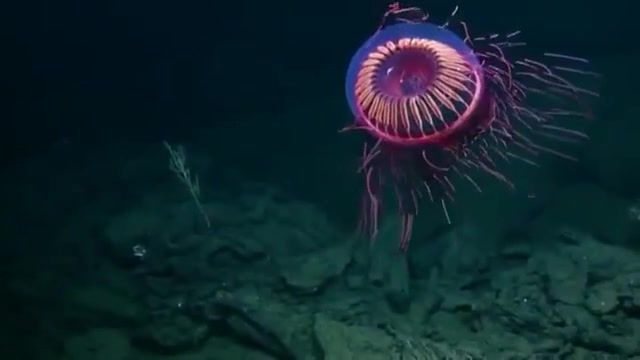 The Halitrephes maasi jellyfish is beautiful