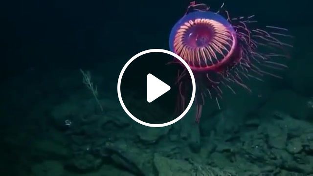 The halitrephes maasi jellyfish is beautiful, halitrephes, jellyfish, ocean, life, alien, earth, love, nature, omg, wtf, wow, nature travel. #0
