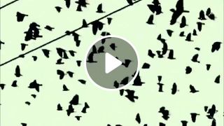 The death of birds on medium power overhead power transmission lines