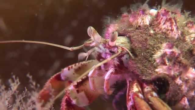 Hermit crab with barnacles on his back, Scotland, Barnacle, Hermit Crab, Wildlife, Underwater, Nature Travel