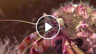 Hermit crab with barnacles on his back