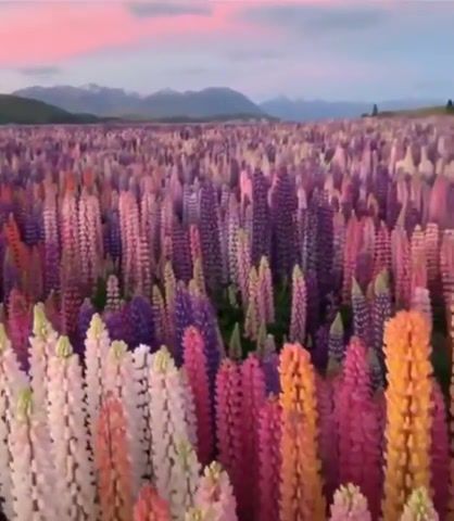 Lupin flower fields in New Zealand, New Zealand, Lupin, Flowers, Rainbow, Life, Love, Earth, Mother Nature, Omg, Wtf, Wow, Nature Travel