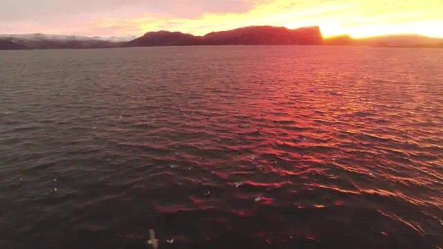 Norway - Video & GIFs | nature,wildlife,swimming,diving,underwater,ocean,sea,swim whales,tromso,orca,whale,arctic freediving,drone,norway,nature travel