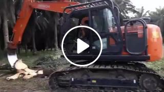 Excavator tree slicing blade. Name Name