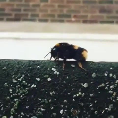 Give me Five, Sound, Trick, Fly, Froze, Nice, Trip, Ear, Earrape, Cool, Omg, Dub, Music, Eleprimer, Friendship, Unique, Weird, High Five, Bee, Guy High Fives Bee, Interesting, Odd News, Funny Pictures, Best, Popular, Vines, Vine, Youtube, Viral, Flicks, Picks, Daily, Daily Picks, Animals Pets