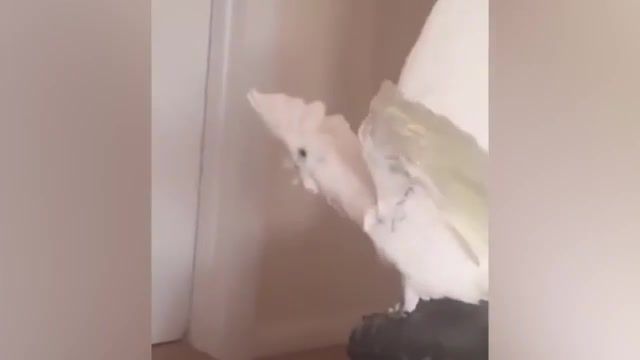 Wtf dislike, parrot, what the fluff, wtf, crazy parrot, challenge, what the fluff challenge, what the challenge, challenges, dog, what the parrot challenge, parrot say wtf, what the, papegaai, unilad, facebook, whatsapp, wtf parrot meme, wtf parrot remix, wtf parrot gif, wtf parrot original, wtf parrot earrape, parrot saying wtf, cursing parrot wtf, funny parrot wtf, parrot screams wtf, parrot that says wtf, parrot talking wtf, parrot wtf was that, parrot wtf, wtf parrot youtube, dislike, mashup.