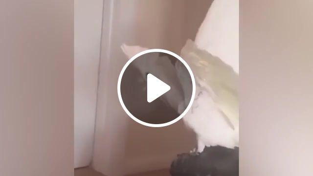 Wtf dislike, parrot, what the fluff, wtf, crazy parrot, challenge, what the fluff challenge, what the challenge, challenges, dog, what the parrot challenge, parrot say wtf, what the, papegaai, unilad, facebook, whatsapp, wtf parrot meme, wtf parrot remix, wtf parrot gif, wtf parrot original, wtf parrot earrape, parrot saying wtf, cursing parrot wtf, funny parrot wtf, parrot screams wtf, parrot that says wtf, parrot talking wtf, parrot wtf was that, parrot wtf, wtf parrot youtube, dislike, mashup. #0
