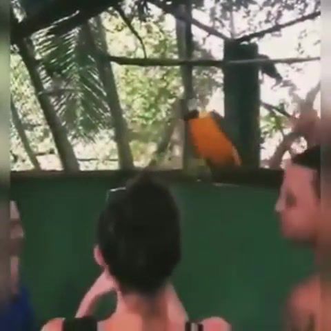 Parrot dancing, dancing, parrot, dance.