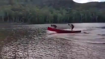 Boat rider, Fast 2 Furious, Boat, How To Drive A Boat, Boat Without Motor, Canoe, Rowboat