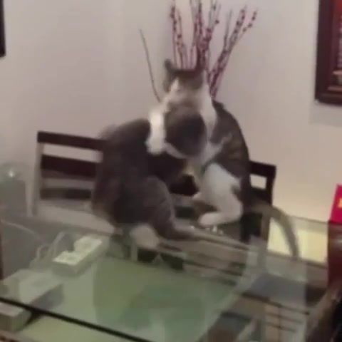 Cat Price, Cat, Cats, Pets, Fun, Funny, John Cena, Pancration, Wrestling, Fight, Time Is Now, Animals Pets