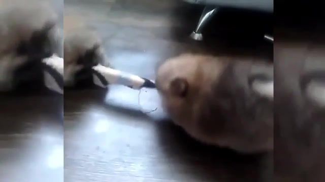 Puppies divide the sock - Video & GIFs | funny,animal,puppies,dog,puppies divide the sock,animals pets