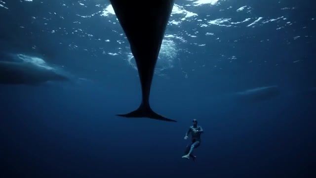 Immerse yourself in the underwater world, short film showcase, national geographic, nat geo, natgeo, animals, wildlife, science, explore, discover, survival, nature, culture, documentary, showcase, short films, filmmakers, wildlife films, films, diver guillaume, swims with whales, les films engloutis, underwater journey, julie gautier, n'ery's wife, plivjpdlt6apribhpsyxwg22g8rpnz6jlb, plivjpdlt6aptqkn6dbr gom5omen0xm2a, plivjpdlt6aptdlm7oufy6haznmfaqxwso, filmed the piece while free diving, free diving, guillaume n'ery, underwater, travel, nature travel.