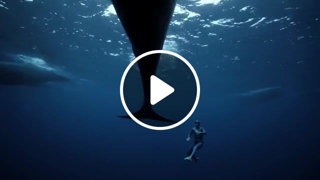 Immerse yourself in the underwater world, short film showcase, national geographic, nat geo, natgeo, animals, wildlife, science, explore, discover, survival, nature, culture, documentary, showcase, short films, filmmakers, wildlife films, films, diver guillaume, swims with whales, les films engloutis, underwater journey, julie gautier, n'ery's wife, plivjpdlt6apribhpsyxwg22g8rpnz6jlb, plivjpdlt6aptqkn6dbr gom5omen0xm2a, plivjpdlt6aptdlm7oufy6haznmfaqxwso, filmed the piece while free diving, free diving, guillaume n'ery, underwater, travel, nature travel. #0